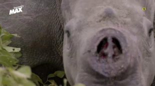 La caza furtiva del rinoceronte, nuevo documental de 'Clandestino con David Beriain'