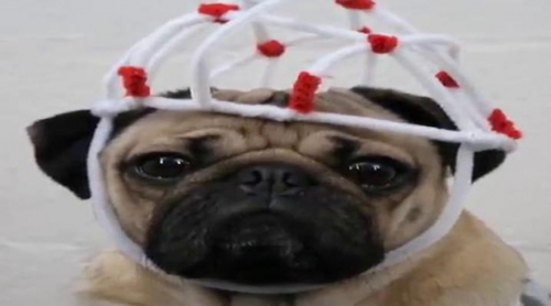 Un carlino protagoniza 'Stranger Pugs', la versión canina de 'Stranger Things'