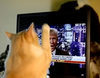 Así reacciona este gato al ver a Donald Trump en la televisión