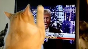 Así reacciona este gato al ver a Donald Trump en la televisión