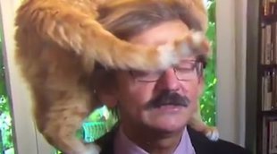 Un gato se convierte en el protagonista inesperado de una entrevista en directo