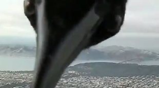 Un pájaro se cuela en una conexión informativa de esta terrorífica forma