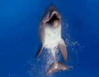Así es 'The Cove', el documental que muestra la matanza de delfines en Japón