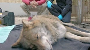 'Wild Frank' y Frank Cuesta ponen en el punto de vista al lobo ibérico y la propuesta de su caza regulada