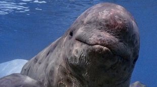 James Cameron nos muestra 'Los secretos de las ballenas' en este clip exclusivo