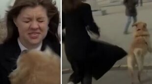 El vídeo viral de un perro que le quita el micro a una reportera en pleno directo y sale corriendo