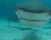 Tiburones salvajes o peligrosas escaladas, entre los nuevos retos de Jesús Calleja en 'Desafío Extremo'