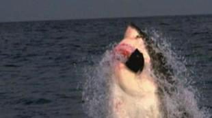 El entretenimiento factual (no-ficción) domina la parrilla de Discovery Max