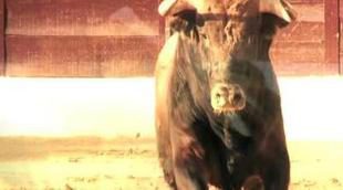 'Matadores', un recorrido por los aspectos más íntimos y misteriosos del mundo del toro