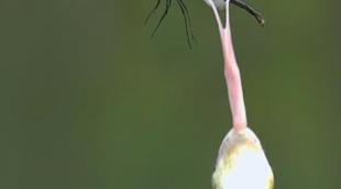 La sobremesa de Odisea se llena de vida salvaje con 'Life'