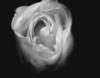 Una rosa blanca protagoniza el cuarto teaser de 'American Horror Story: Asylum'