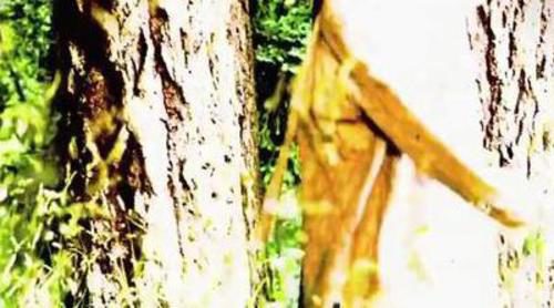 Una loca vaga por el campo en el nuevo teaser de 'American Horror Story: Asylum'