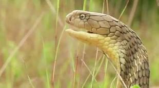 Frank Cuesta recorre la selva asiática en busca de la cobra real, la serpiente con más veneno del mundo
