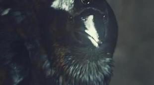 El cuervo de tres ojos vuela por el mundo real ante el regreso de 'Juego de tronos'