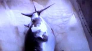 'Piratas ecológicos' contra buques balleneros japoneses, a partir de este martes en Discovery Max