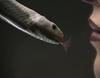 Una serpiente se mete en la boca de una chica en el nuevo teaser de 'American Horror Story: Coven'