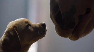 Anuncio de Budweiser "Puppy Love" de la Super Bowl 2014