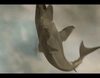 Tráiler de "Sharknado 2", la secuela de una película convertida en fenómeno mundial