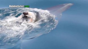 Un delfín transporta en su aleta a su cría muerta durante días