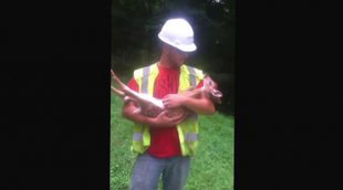 Bebé ciervo que no quiere que dejen de acariciarle la panza