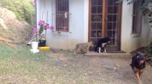Así acecha este cachorro de león a un grupo de perros a los que acaba dando un buen susto