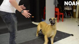 Así reaccionan los perros al ver cómo un mago hace levitar una salchicha