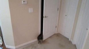 Un gato abre la puerta del armario en el que queda encerrado saltando