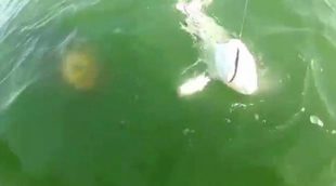 Pesca un tiburón de metro y medio y un mero gigante se lo arrebata de un bocado
