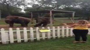 Dos elefantes bailan al ritmo de la violinista Eleanor Bartsch