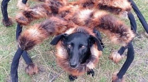El perro disfrazado de araña que aterroriza a los ciudadanos