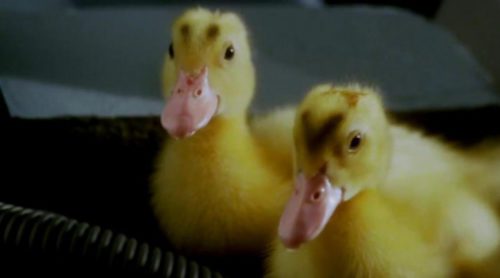 La cabecera de PatoAventuras interpretada por patos de verdad