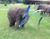 La pequeña elefante Faa Mei se divierte haciendo gimnasia rítmica