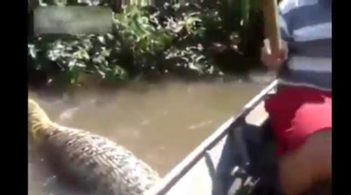 Impresionante anaconda sorprende a un grupo de brasileños en plena selva amazónica
