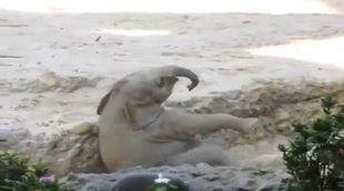 Elefantes acuden en ayuda de un bebé elefante que se había caído