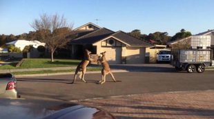 Dos canguros se lían a puñetazos en plena calle