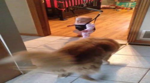 Perro enseña a un bebé a usar saltarín