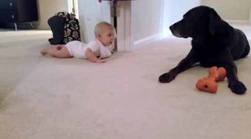 Los primeros gateos de un bebé para llegar a su perro con final feliz