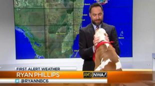 Un perro irrumpe en directo en el plató de Miami TV y se abalanza sobre el hombre del tiempo