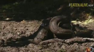 Así empezó a ser engullido Paul Rosolie por una anaconda en "Eaten Alive"