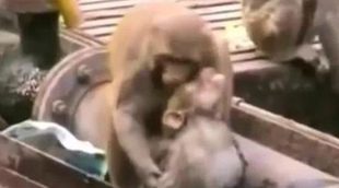 Un mono salva la vida de otro mono electrocutado en las vías de un tren de la India