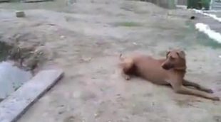La impresionante reacción de un perro cuando cree que su dueño se está ahogando