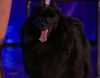 La primera perra hipnotista duerme al público de 'Britain's Got Talent'
