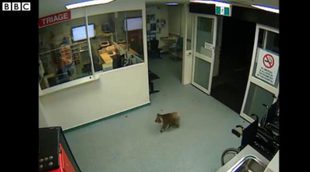 Un koala se cuela en las urgencias de un hospital de Australia