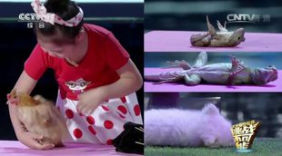 China se asombra con una niña de 8 años que hipnotiza a los animales