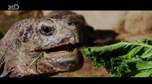 Discovery estrenará el 2 de diciembre a nivel mundial el documental "Racing Extinction"