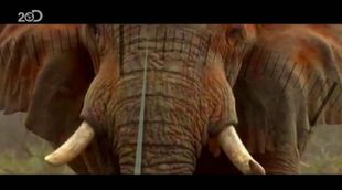 Discovery estrena a nivel mundial el documental 'Racing Extinction' el miércoles 2 de diciembre